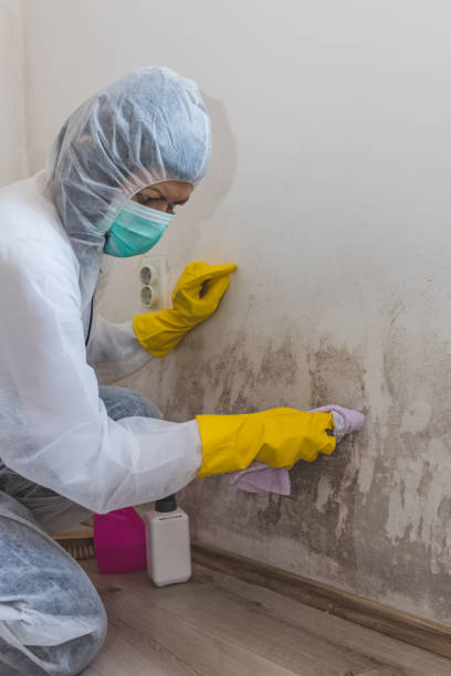 Best Basement Mold Removal  in Winston, OR