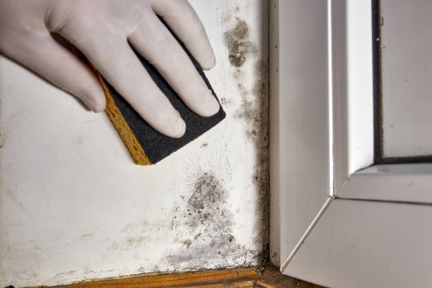 Best Emergency Mold Remediation  in Winston, OR